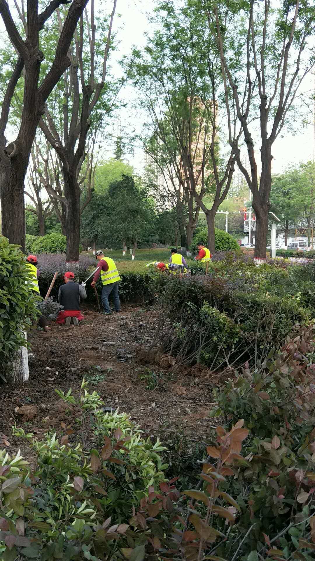 生態(tài)公司快速啟動景觀綠化及人行道提升改造工程 - 美篇