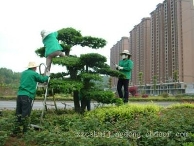 蘇州花木出租電話,別墅園藝設(shè)計價格